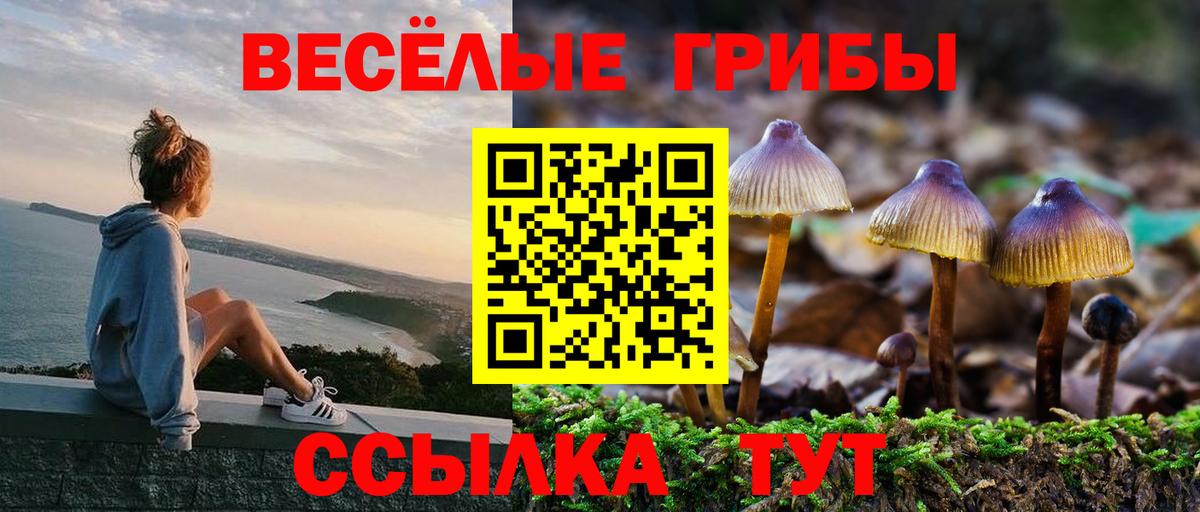 Галлюциногенные грибы Psilocybe Шелехов